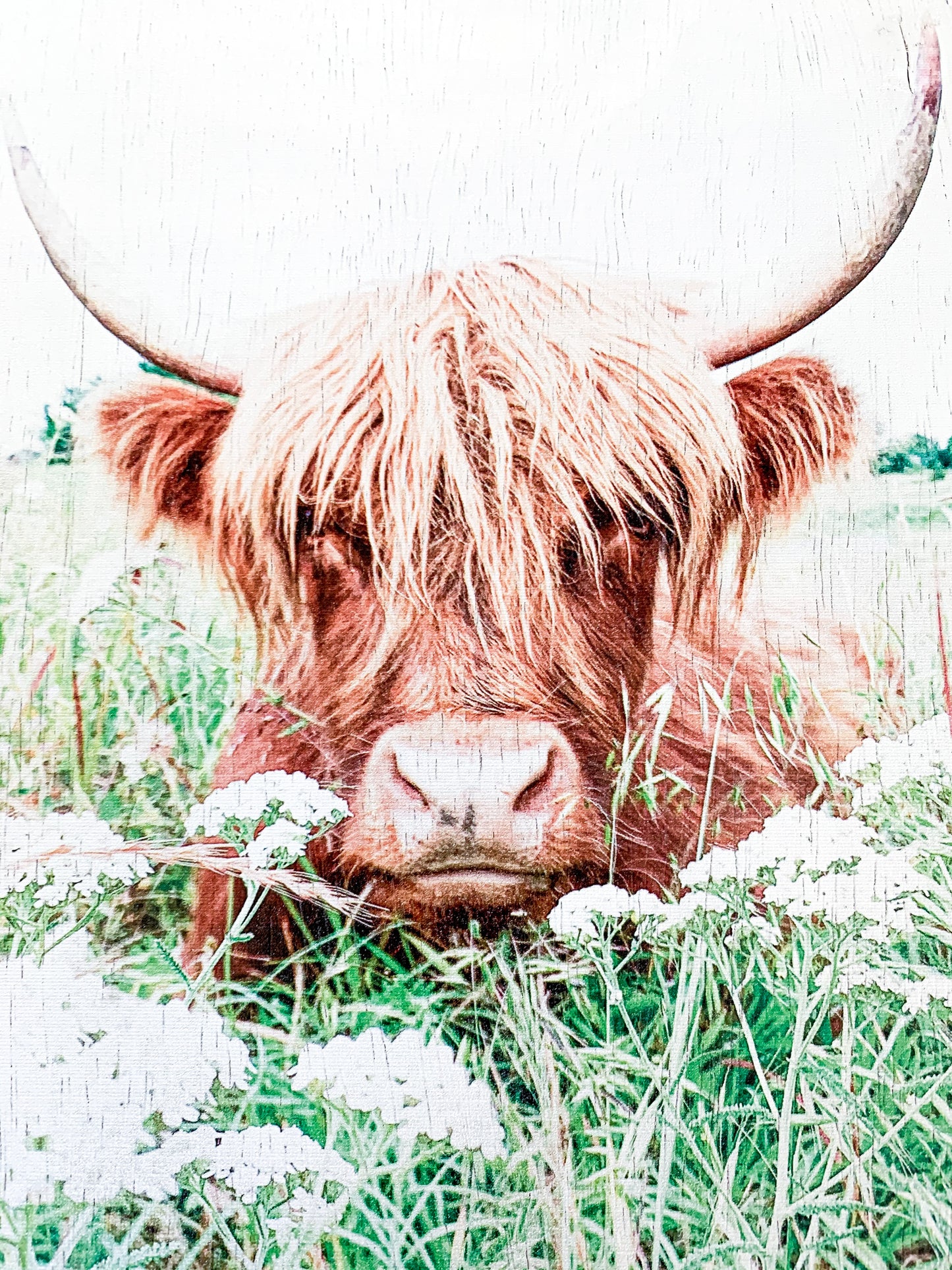 Highland Cow; Fluffy Cow Photo; Ruby; wood photo box