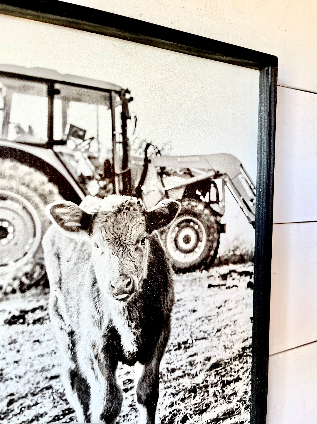 Tractor Calf Black and White Ranch Angus Calf Farm Animal wood sign Simply Country Ranch