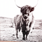 Ruby in the Field Highland Cow Black and White Highland Cow fluffy farmhouse wood sign