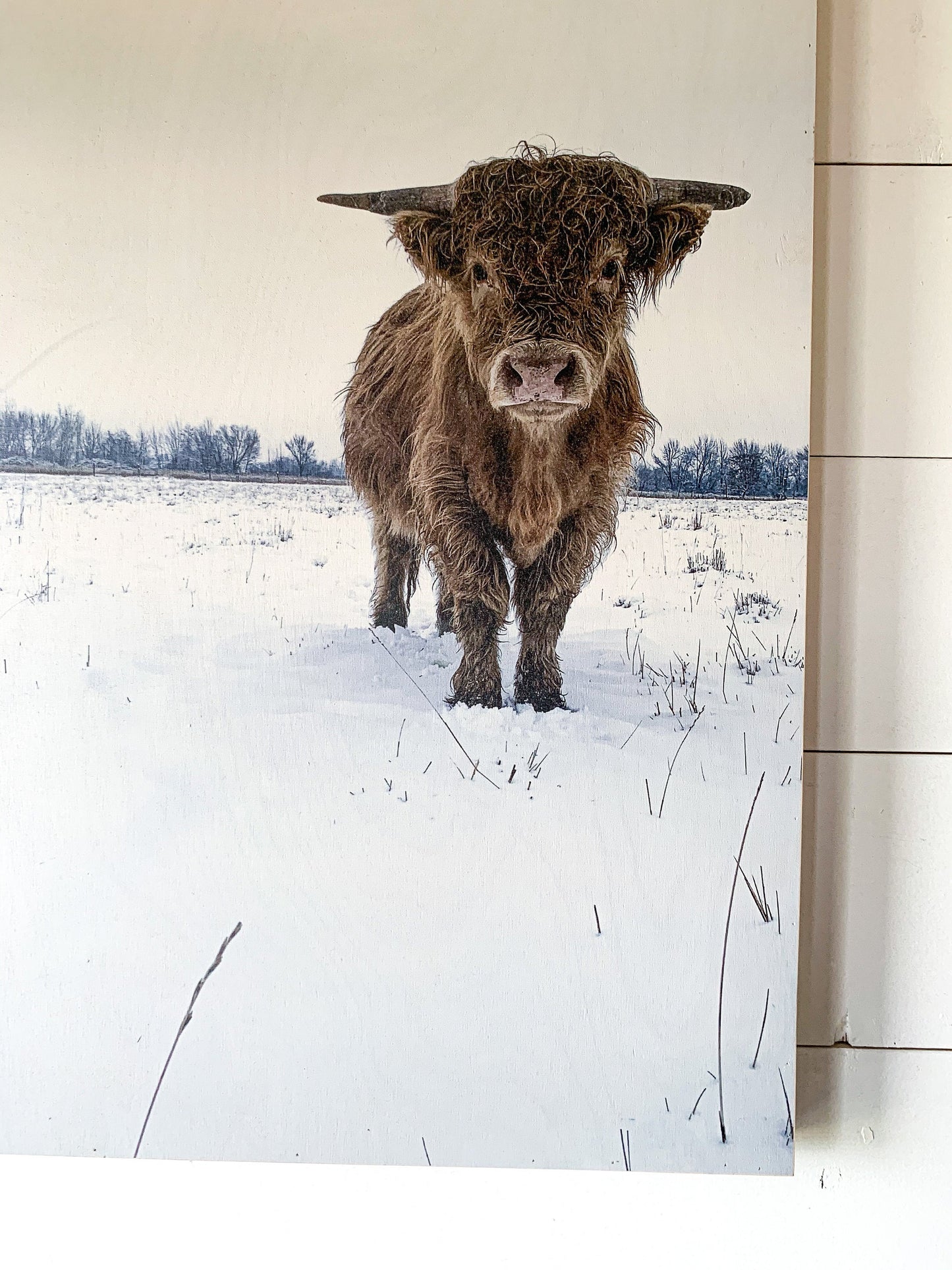 Macho in the snow; winter scene; scottish highland bull cow; photo on wood box